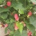 藤本植物花苗灯笼花苗蔓性风铃花带花多年生四季开花观花植物