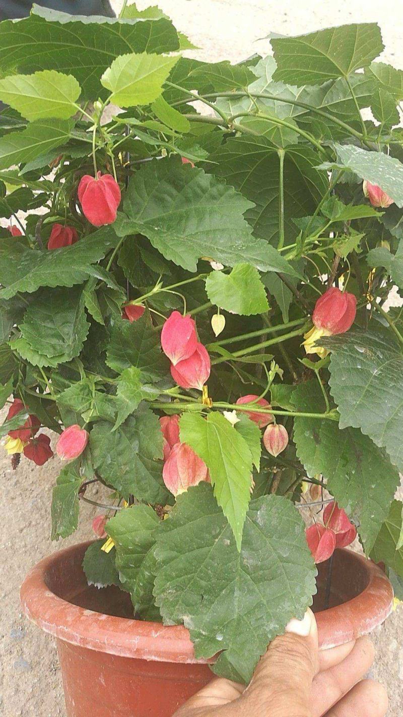 藤本植物花苗灯笼花苗蔓性风铃花带花多年生四季开花观花植物