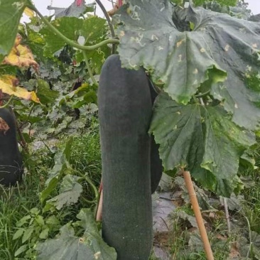 吊冬瓜