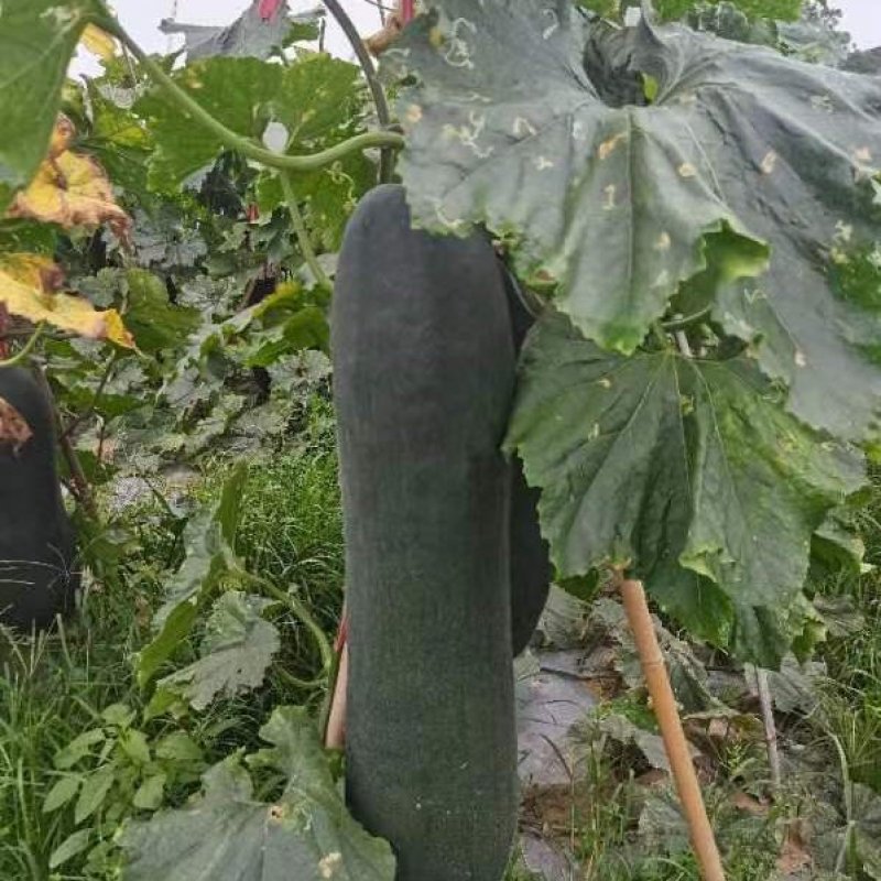 吊冬瓜