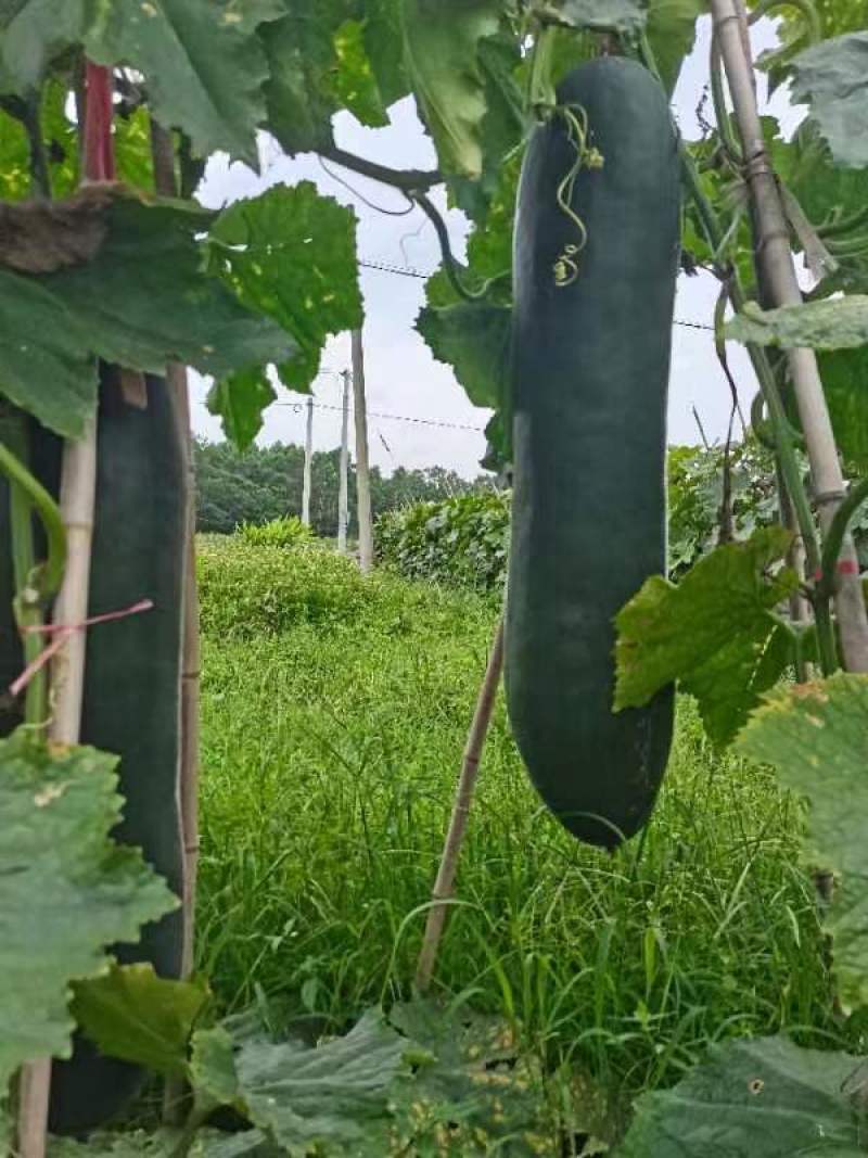 吊冬瓜