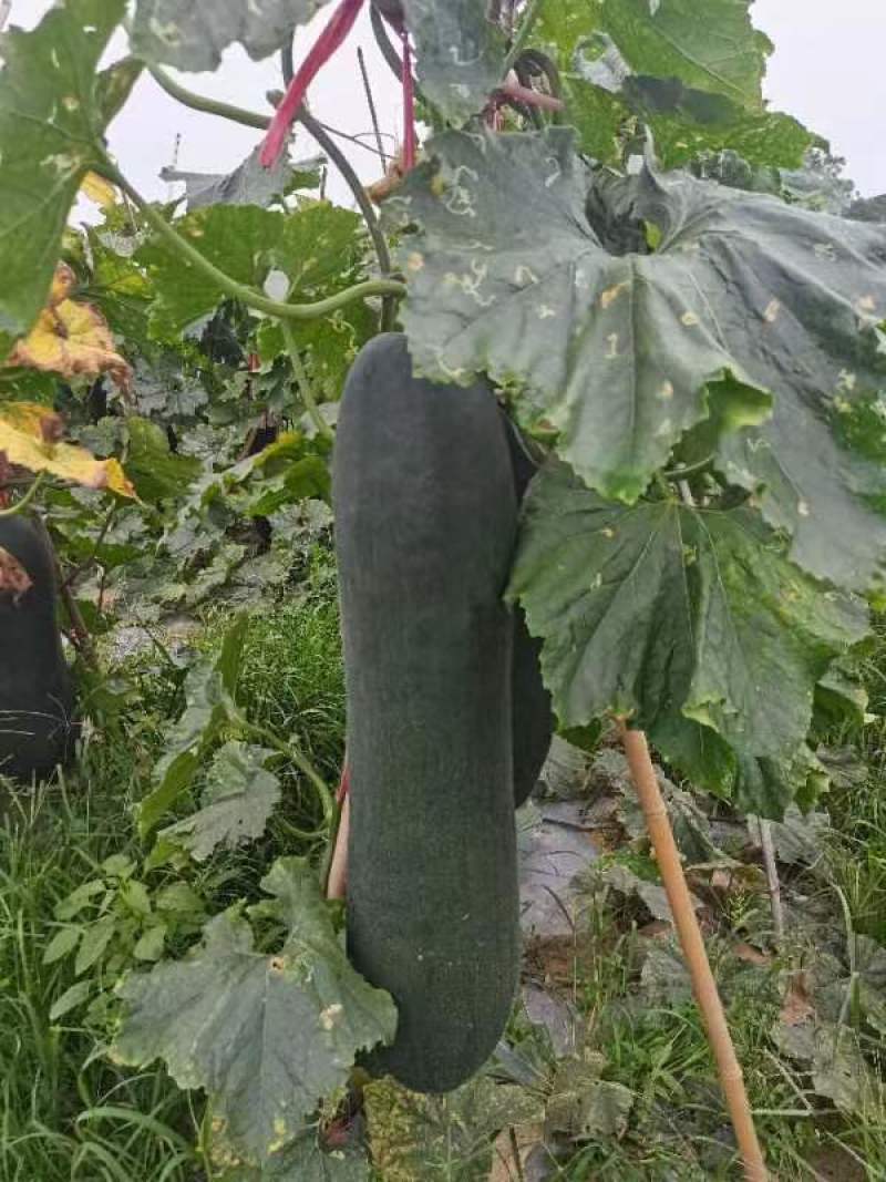 吊冬瓜