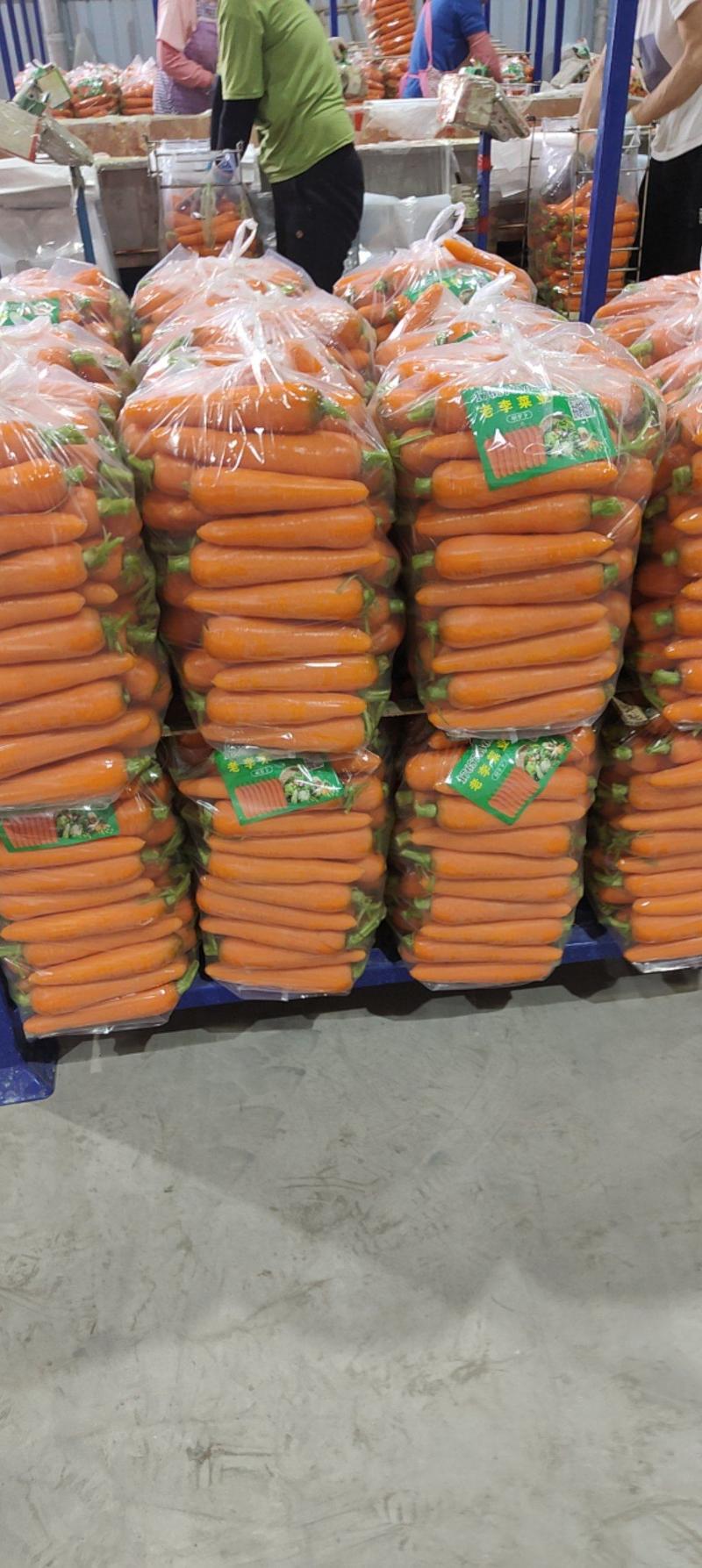 精品三红水洗胡萝卜，商超市场档口，出口，产地大量批发