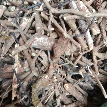 南板蓝根统货大货工厂投料货根茎混合