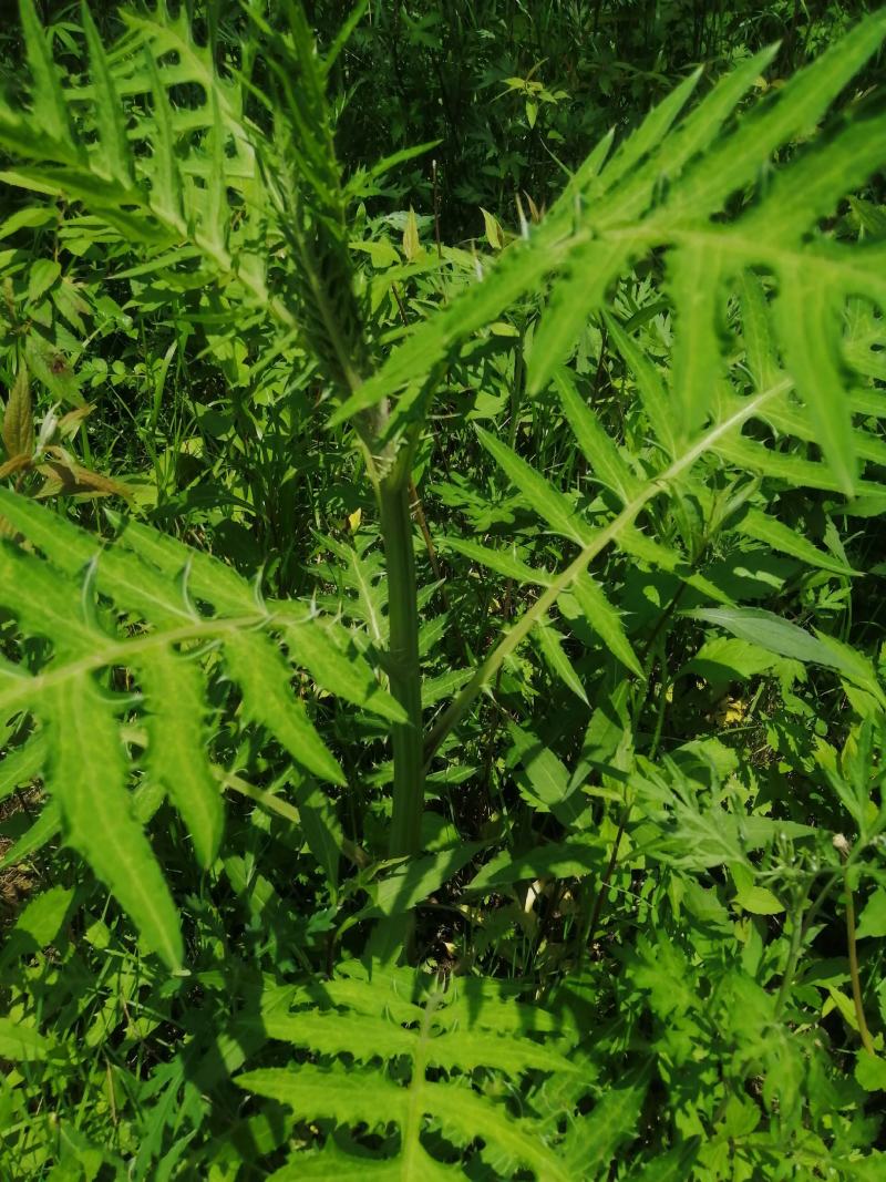 大蓟大蓟根干货白花大蓟野生大蓟一手货源产地直供量大从优