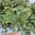 薄荷叶新鲜干薄荷茶清凉特产级可配柠檬片泡茶泡水喝批发价