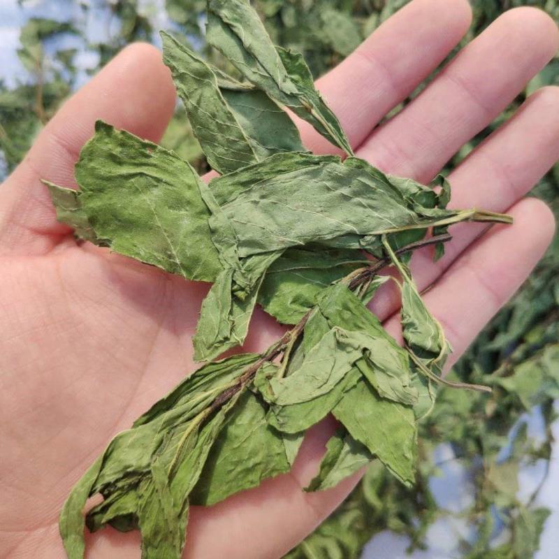 薄荷叶新鲜干薄荷茶清凉特产级可配柠檬片泡茶泡水喝批发价