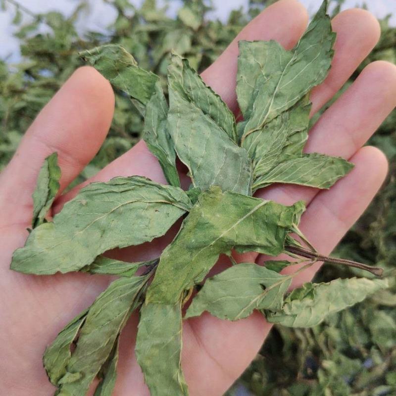 薄荷叶新鲜干薄荷茶清凉特产级可配柠檬片泡茶泡水喝批发价