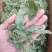 薄荷叶新鲜干薄荷茶清凉特产级可配柠檬片泡茶泡水喝批发价
