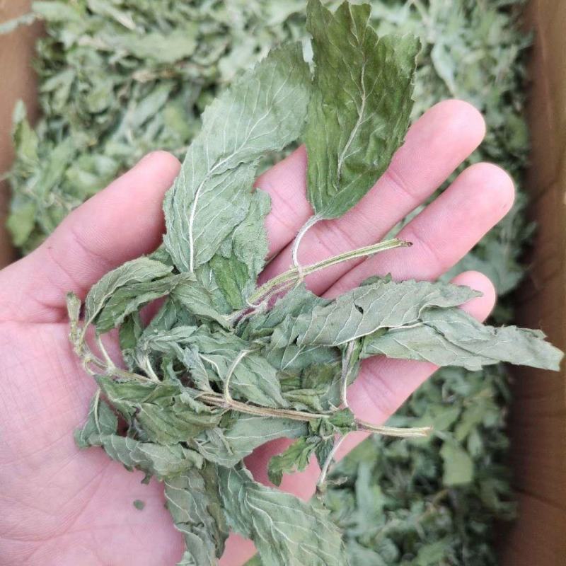 薄荷叶新鲜干薄荷茶清凉特产级可配柠檬片泡茶泡水喝批发价