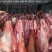 【驴肉】精品生驴肉保证新鲜一手货源量大从优全国发货