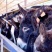 【驴肉】精品生驴肉保证新鲜一手货源量大从优全国发货