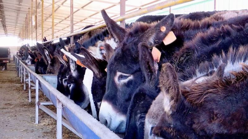 【驴肉】精品生驴肉保证新鲜一手货源量大从优全国发货