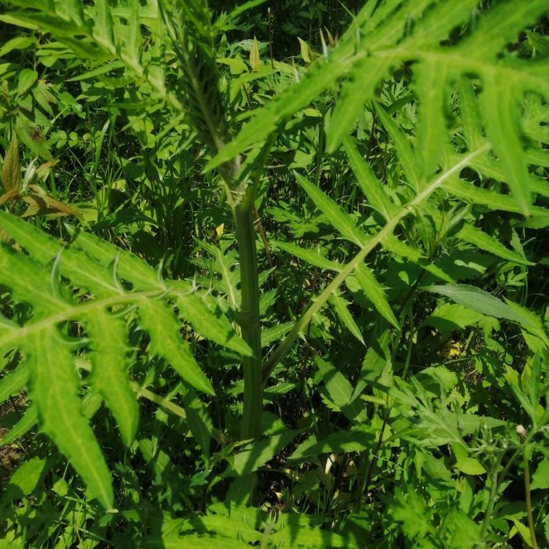 大蓟大蓟根干货白花大蓟野生大蓟一手货源产地直供量大从优