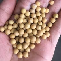黄豆现货批发豆制品专用大粒小粒商品豆东北特产大量