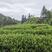 武夷山高山生态武夷岩茶—百瑞香，高级大师制作一级