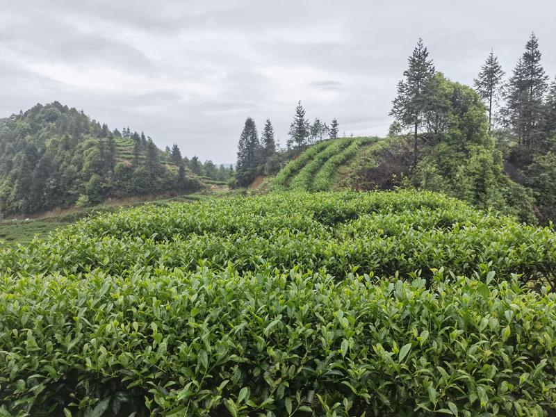 武夷山高山生态武夷岩茶—百瑞香，高级大师制作一级
