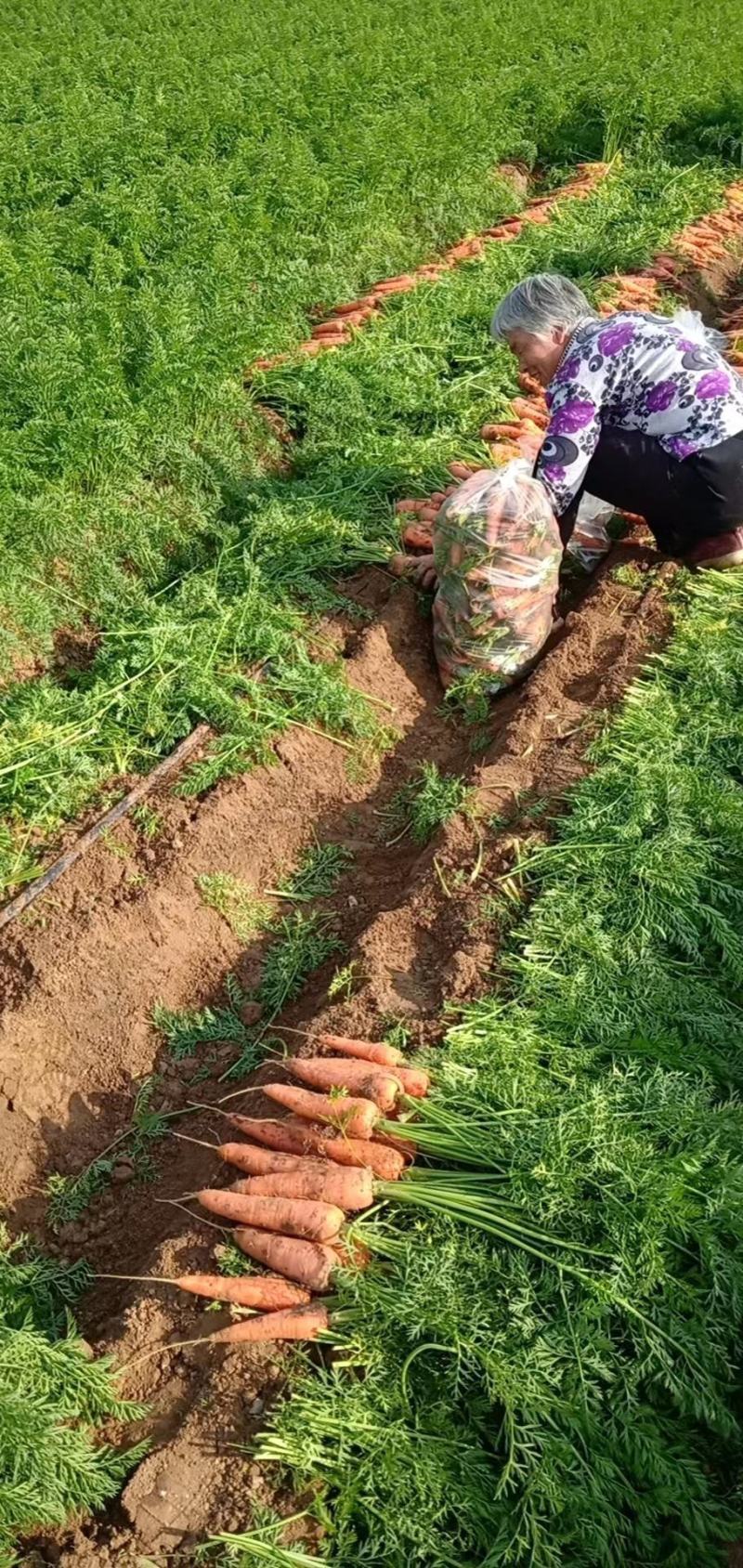 柏乡萝卜大量出货中