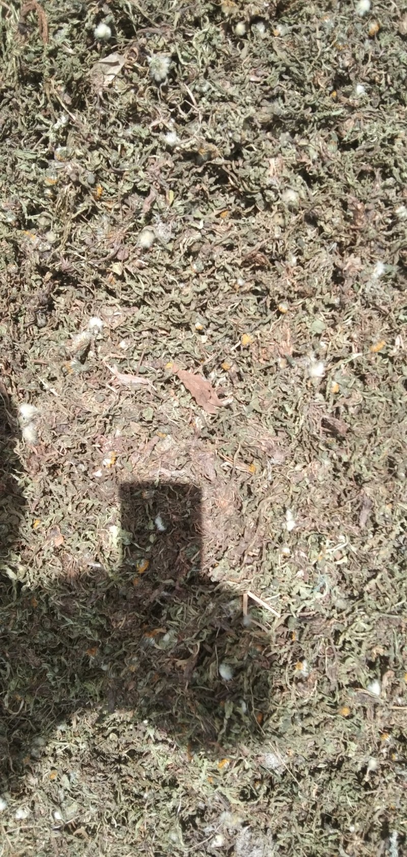 纯野生公英