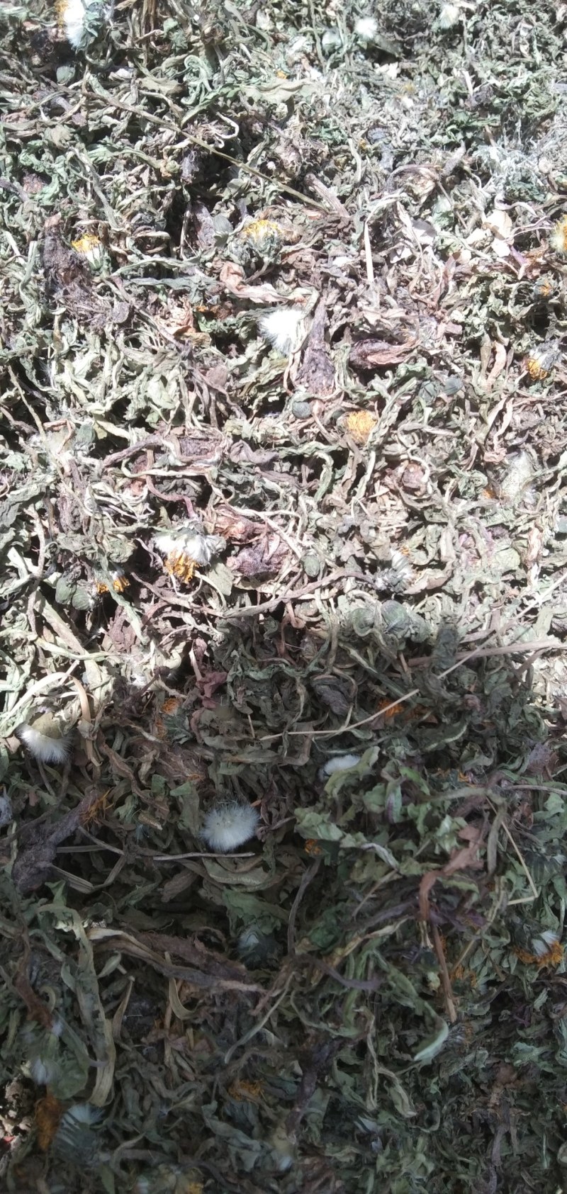 纯野生公英