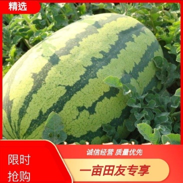 【精品】巴彦淖尔双红金城五沙漠一号产地代发