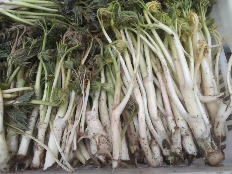 山野菜