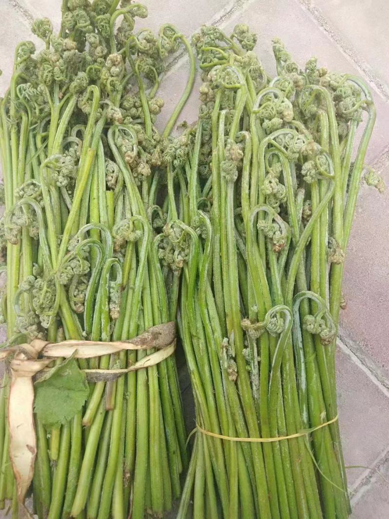 山野菜