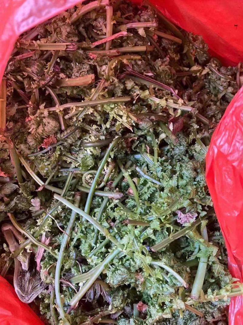 山野菜