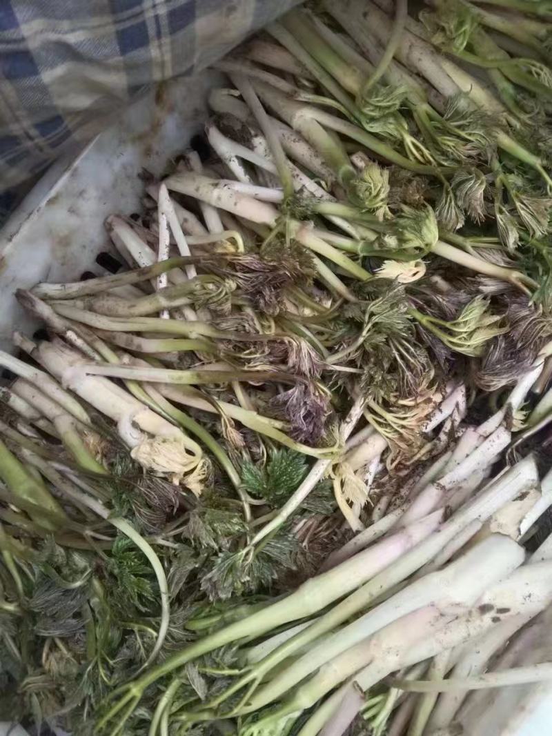 山野菜