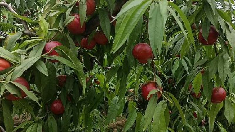 山西高原中油油桃大掉价了，需要的老板联系了