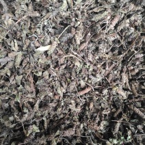 夏枯草