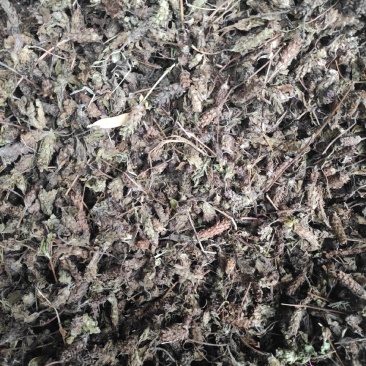 夏枯草