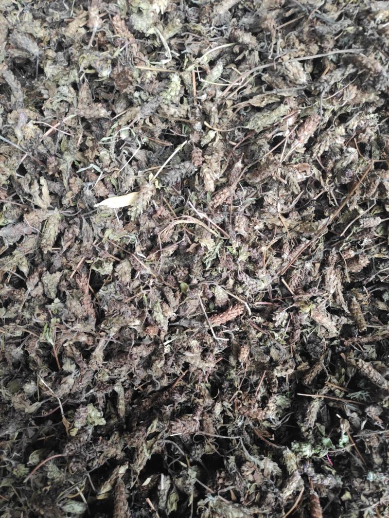 夏枯草