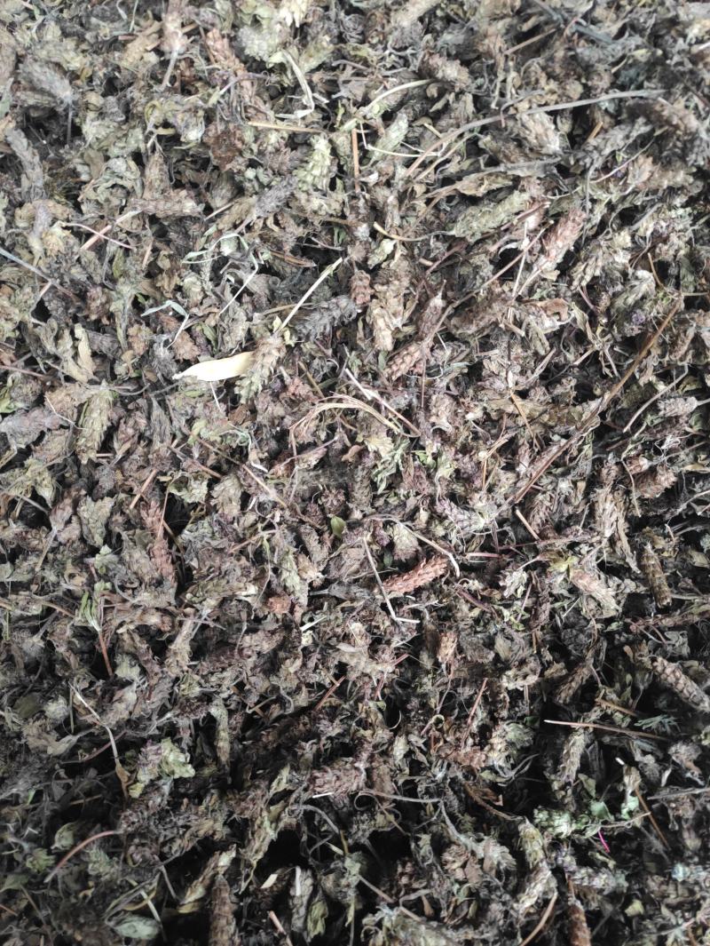 夏枯草