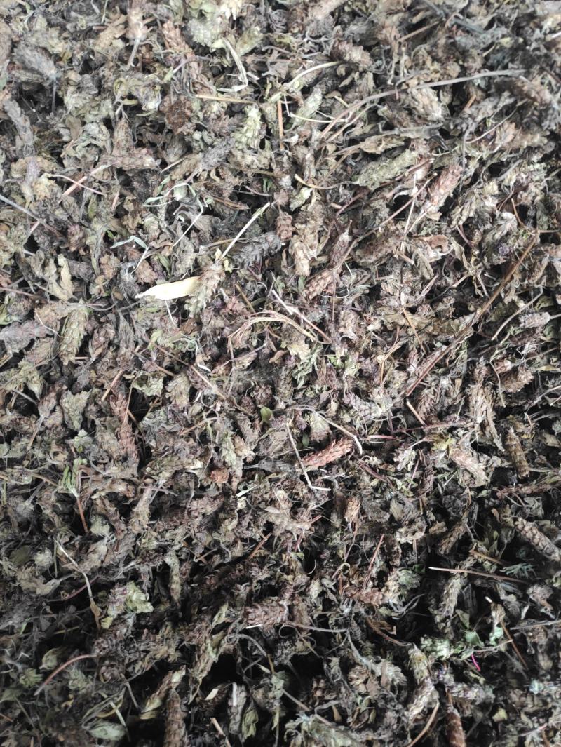 夏枯草
