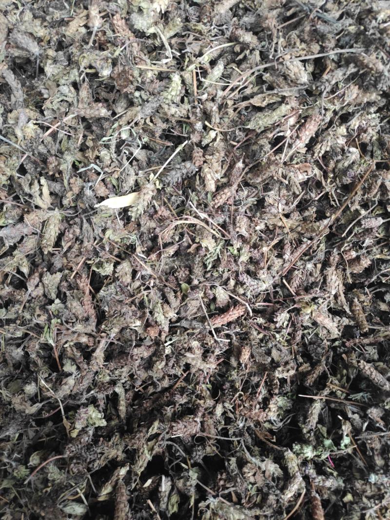夏枯草
