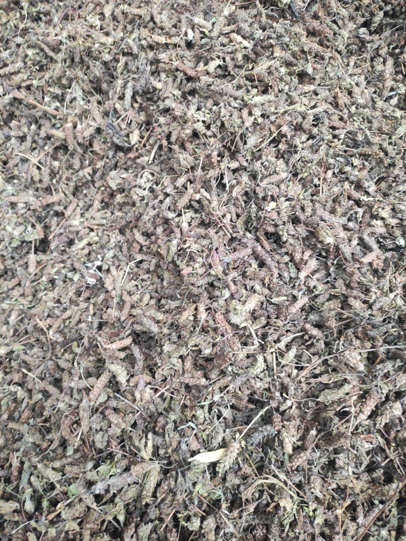 夏枯草