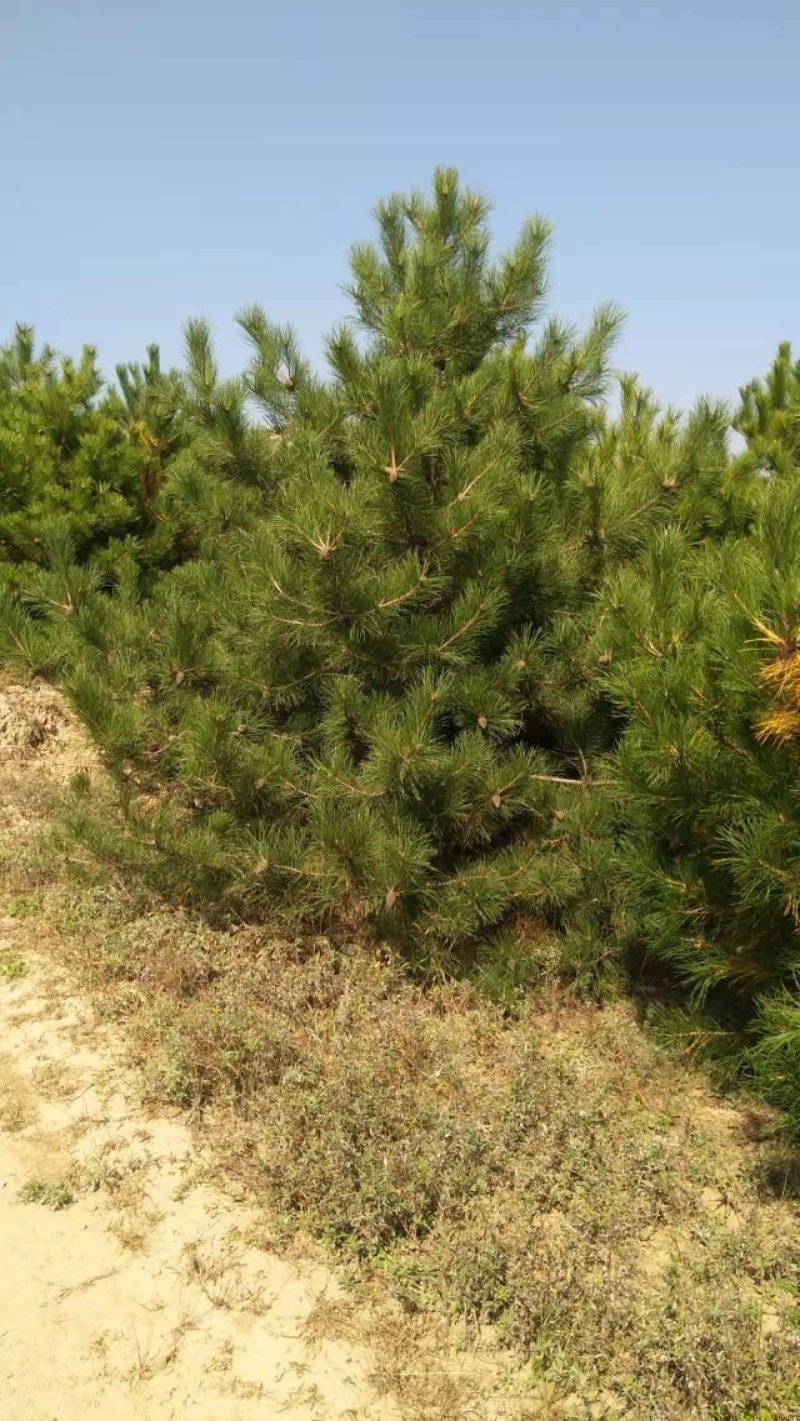 定植油松土球苗，1米到3.5米都有货