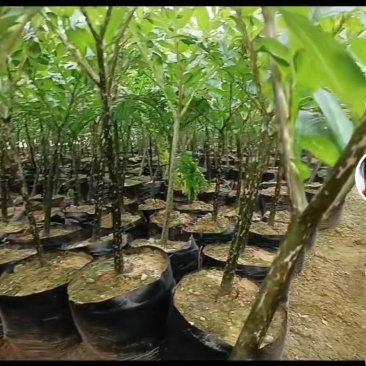 手工魔芋豆腐！自己种的，有需要的可以联系我