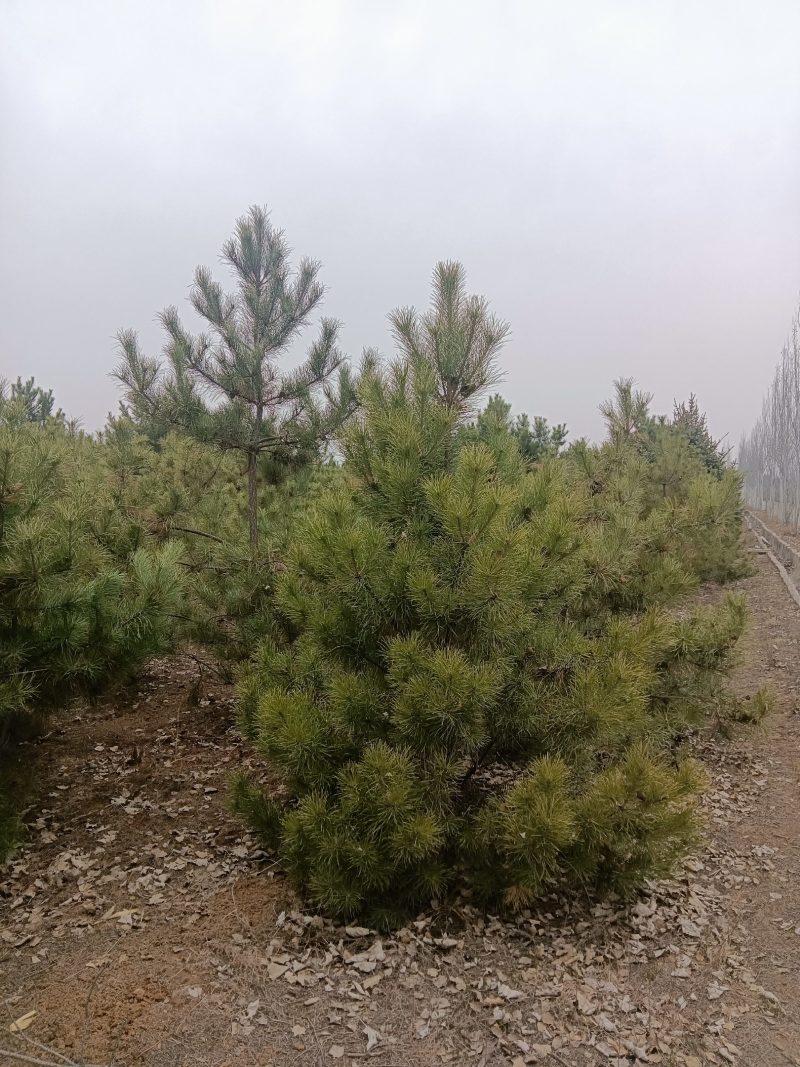 定植油松土球苗，1米到3.5米都有货
