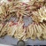 精品红牙鲜姜大量上市供应量大自有冻库品质保证