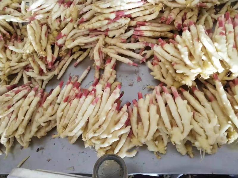 精品红牙鲜姜大量上市供应量大自有冻库品质保证