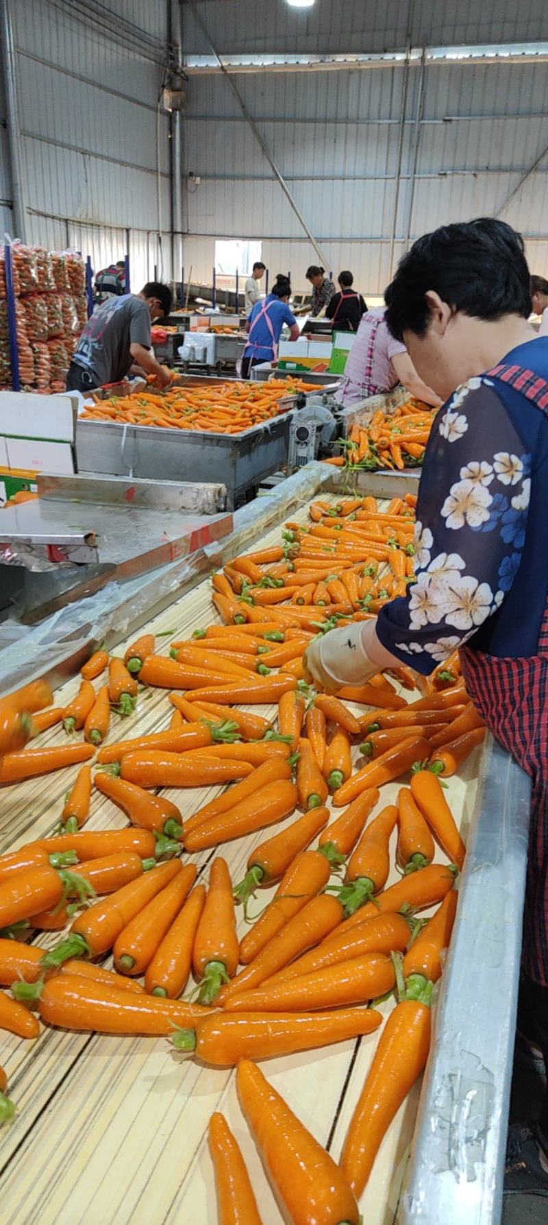 精品胡萝卜，水洗土货干袋，中条大头小条，电商超市市场量大