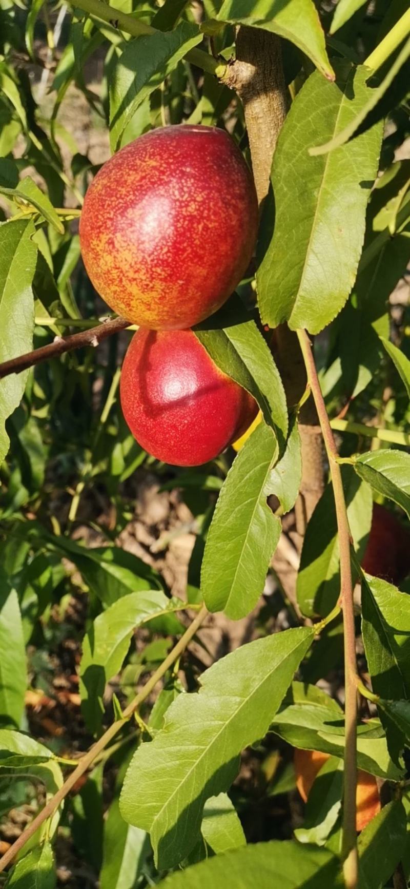 红肉油桃