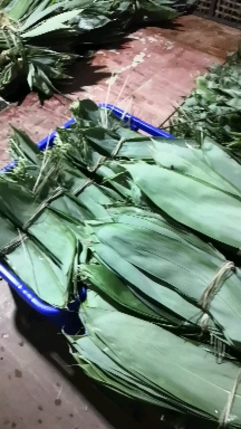 精品新鲜粽叶，宽8公分以上的，长40公分以上的