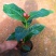 四季海棠越南抱茎茶花盆栽四季开花名贵品种客厅阳台种植花卉