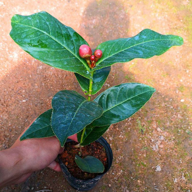 四季海棠越南抱茎茶花盆栽四季开花名贵品种客厅阳台种植花卉