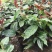 四季海棠越南抱茎茶花盆栽四季开花名贵品种客厅阳台种植花卉