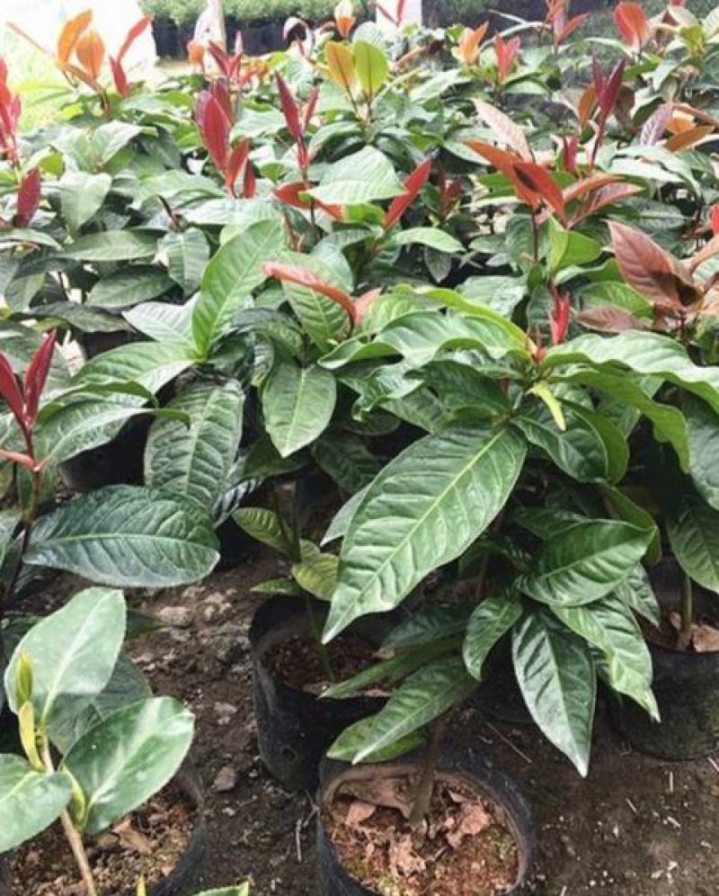 四季海棠越南抱茎茶花盆栽四季开花名贵品种客厅阳台种植花卉