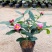 四季海棠越南抱茎茶花盆栽四季开花名贵品种客厅阳台种植花卉